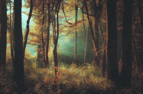 Краски природы: пейзажы Йохана Терраза