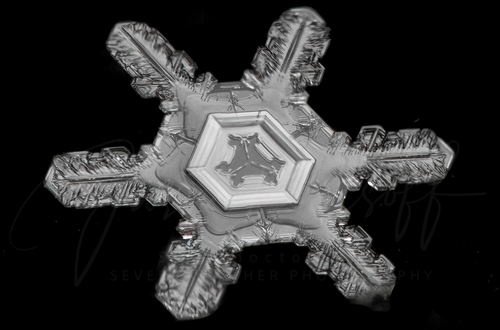 Джейсон Персофф ищет идеально сформированные снежинки для своей серии фотографий