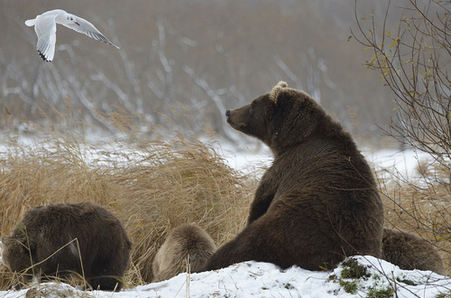Как выглядят сейчас медвежьи семьи с сеголетками