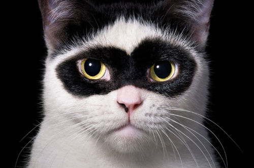 Тим Флах: фотопроект «Кошачьи».