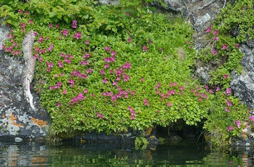 Камчатские рододендроны на скалах