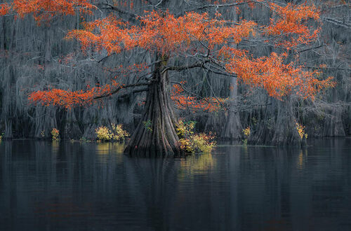Сарфраз Дуррани делает потрясающие фотографии кипарисовых болотных лесов