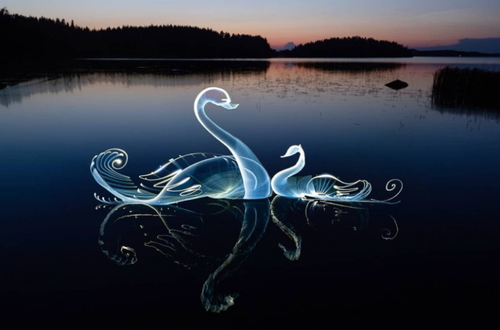 Фотография лебедей, созданная с помощью техники светографики