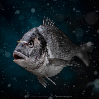 WEB-orata-best-fish