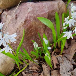 Первоцвет_22