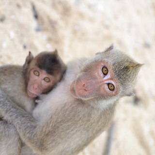 Тайланд остров обезьян