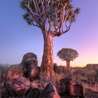 Quiver Trees in the Rocky Desert at Dawn, Keetmanshoop, Namibia
