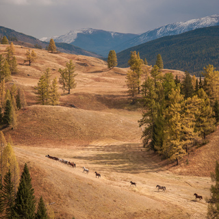 Дмитрий Кочергин, Алтай.Пасущиеся лошади на Улаганском нагорье