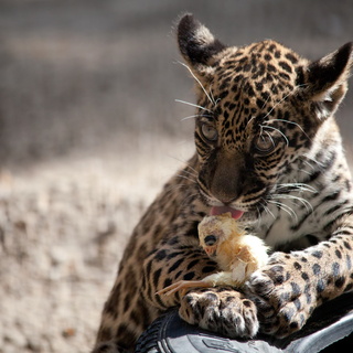 Екатерина Уфимцева, Новосибирск. История ягуара и цыпленка