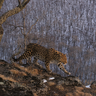 Гран-При.Профессиолналы.Николай Зиновьев.Хозяин Абрикосового хребта