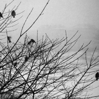 Туман и птицы