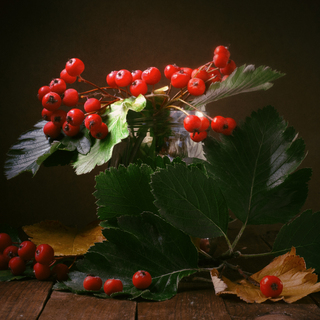 Bright red beautiful rowan berries on a dark background.