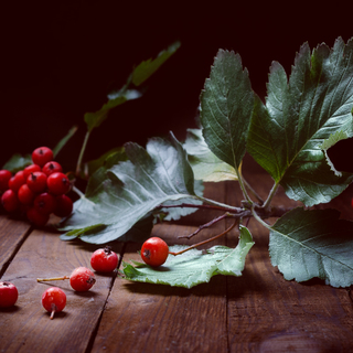 Bright red beautiful rowan berries on a dark background.