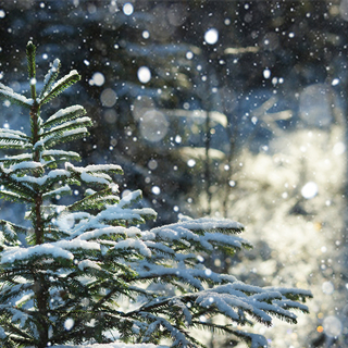 A small Christmas tree covered with snow in the winter in the forest