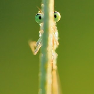 Любители. Макро. 4 место. Денис Бычков