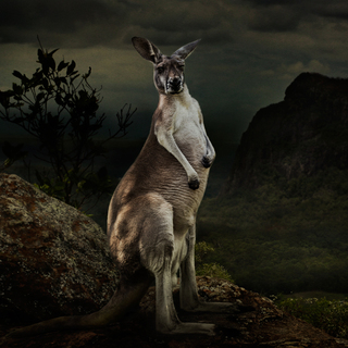 AUSTRALIA_Dasha-Riley_Australia_2nd-place_Australia-National-Award_2016-Sony-World-Photography-Awards