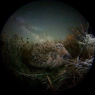 Егор Никифоров, Россия. 
Национальный конкурс. 2-место. «Ночной гость».
Copyright: © Nikiforov Egor, 2nd Place, Russia, National Award, 2016 Sony World Photography Awards