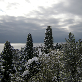 Кипарисы в снегу