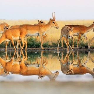 Виктор Тяхт. Сайгаки на утреннем водопое