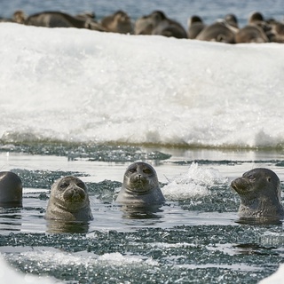 Валерий Малеев. Купальщицы