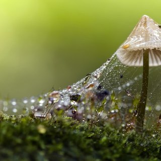 Любители. Макро. 2 место. Вадим Кондратьев