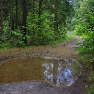 Ивановка. Лесная дорога.