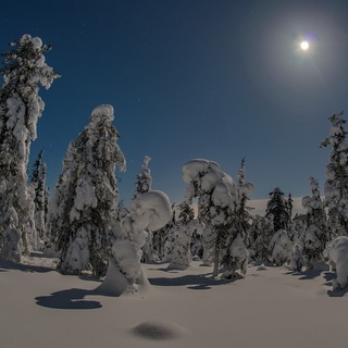 В краю испуганных елок.