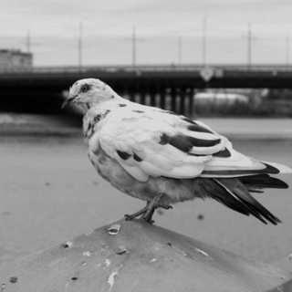 Мост и белый голубь