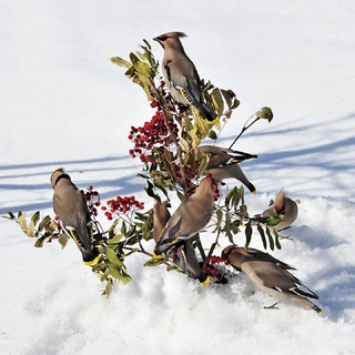 виталий воронин, Челябинская область. Свиристельки
