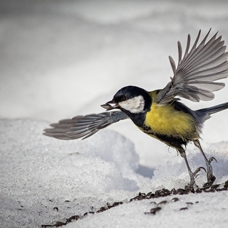 Вячеслав Сосновских, Курган. В танце