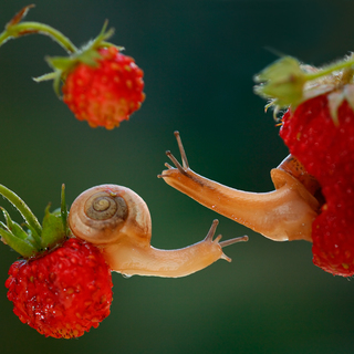 Вадим Трунов.Воронеж.Улитки