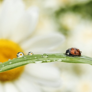 Владимир Алеквеев. Мир глазами божьей коровки
