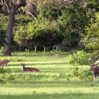 Spotted deer