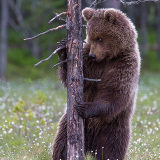 Дмитрий Архипов (Карелия). ВЫСОКО СТОЮ, ДАЛЕКО ГЛЯЖУ
