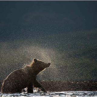 Звездная пыль в медвежьей жизни.