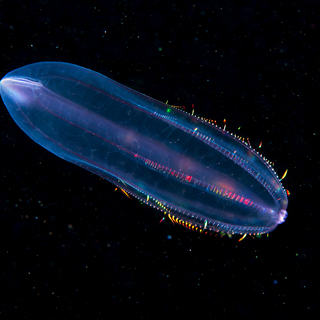 Александр Семенов. Белое море