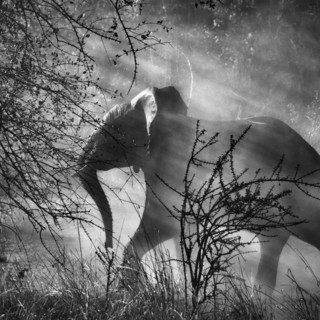 Национальный Парк Кафуэ, Замбия. 2010
Себастио Сальгадо / Amazonas images
Photographs by Sebastião SALGADO / Amazonas Images