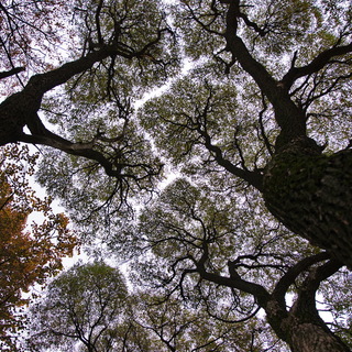Михаил Бочкарев, СанткзПетербург. Геометрия осени. Снято в Таврическом саду