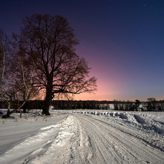 big tree with winter road in night