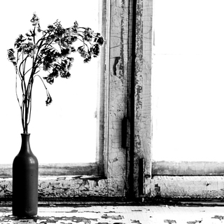 Dry flowers on the Window