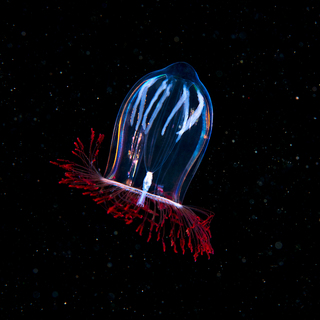 Александр Семенов. Белое море