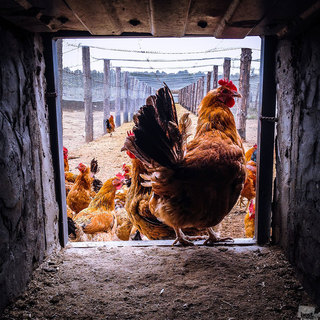 эко-ферма УглечеПоле