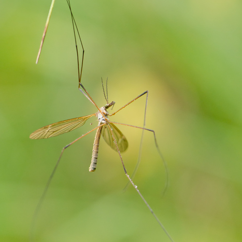 На качелях / Фото на конкурс