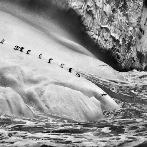 Южные Сандвичевы острова. 2009.
Себастио Сальгадо / Amazonas images
Photographs by Sebastião SALGADO / Amazonas Images / Выставка Себастьяно Сальгадо