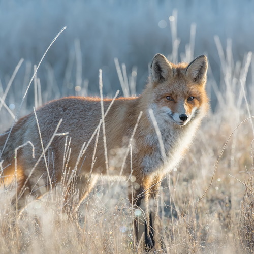 NAK_2483 / Лис Патрикей из брянского леса