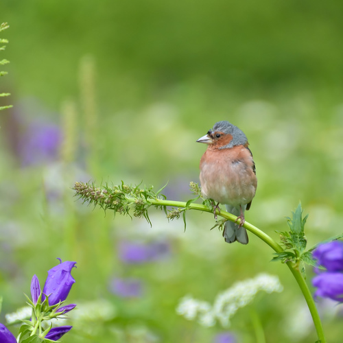 Зяблик во всей красе / Фото на конкурс