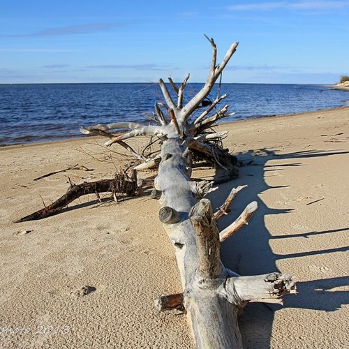 IMG_8611 / Деревья