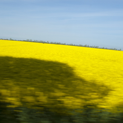 018 Рапс. / Природа