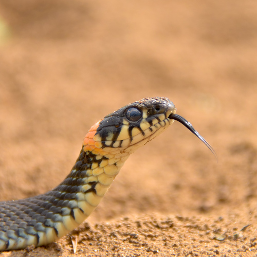 Бдительный уж / Фото на конкурс