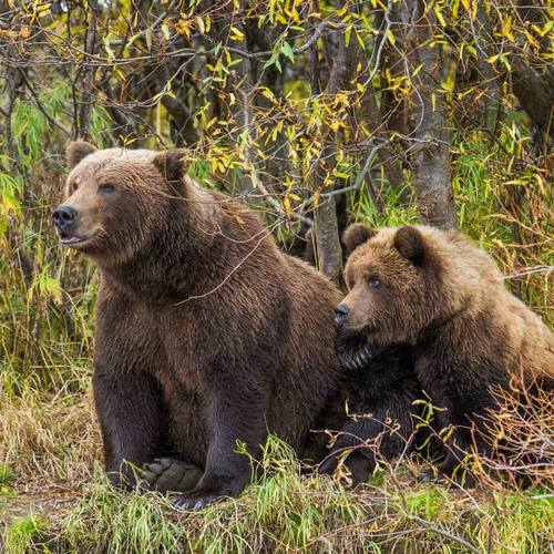 10 / 2012-2014, Южно-Камчатский заказник